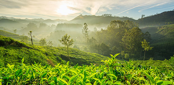 Elegant Kerala